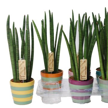 Sansevieria cylindrica 'Spaghetti'