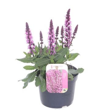 Salvia nemorosa SENSATION COMPACT BRIGHT ROSE