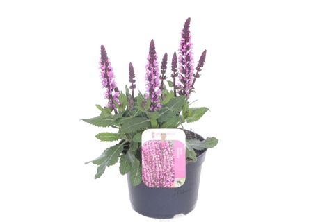 Salvia nemorosa SENSATION COMPACT BRIGHT ROSE