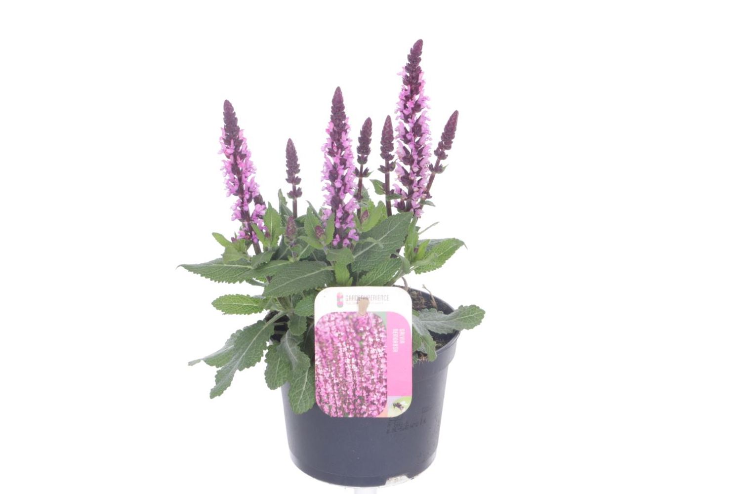 Rose Rohi Salvia nemorosa SENSATION COMPACT BRIGHT ROSE — Plant Wholesale FlorAccess