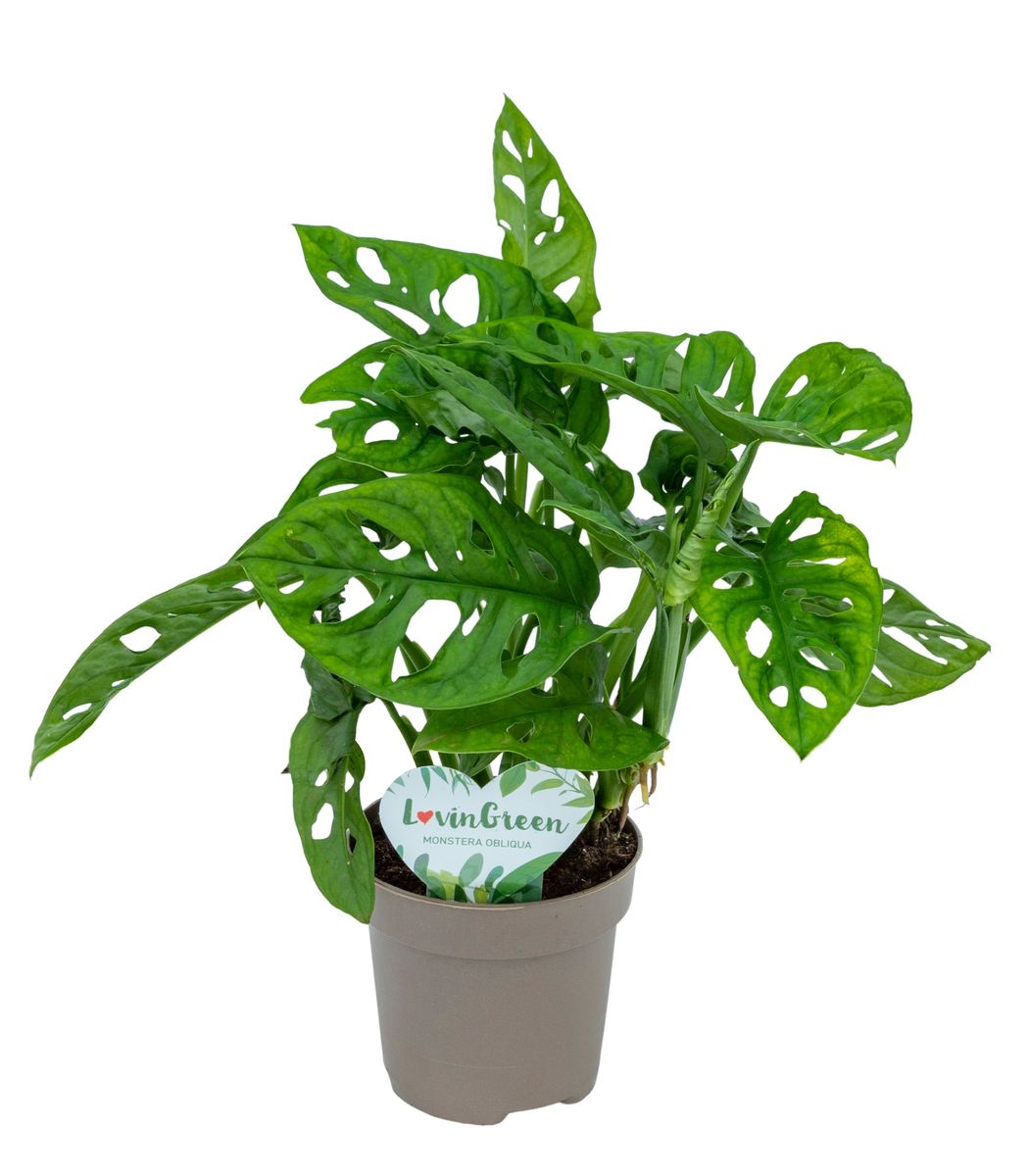 Monstera adansonii — Plant Wholesale FlorAccess