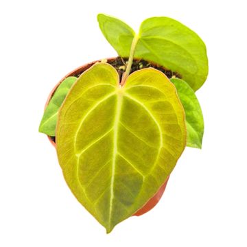 Anthurium Sp Green