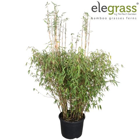 Fargesia murielae RED ZEBRA