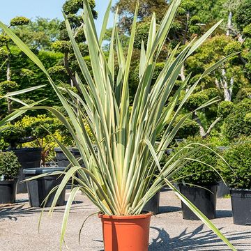 Phormium tenax 'Вариегатум'