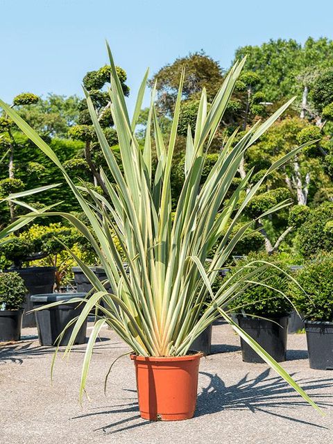 Phormium tenax 'Variegatum'