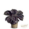 Calathea roseopicta 'Dottie'