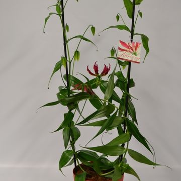 Gloriosa rothschildiana