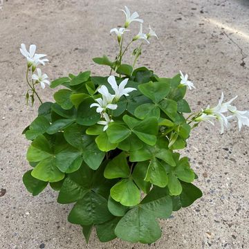 Oxalis regnellii