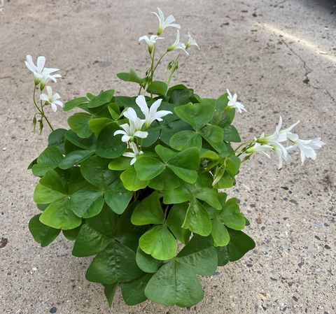 Oxalis regnellii