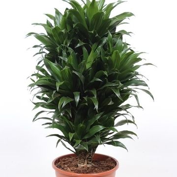 Dracaena fragrans 'Compacta'