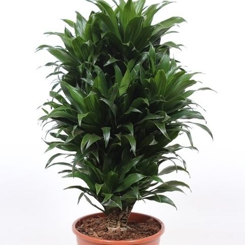 Dracaena fragrans 'Compacta' — Plant Wholesale FlorAccess