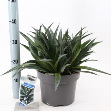 x Mangave 'Pineapple Express'