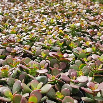 Crassula portulacea