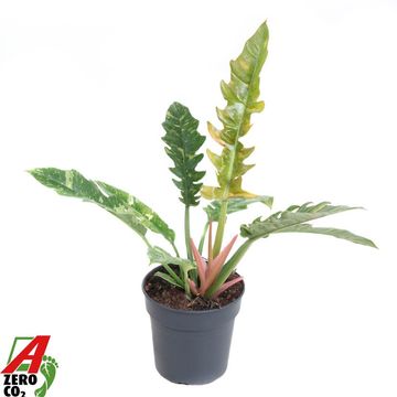 Philodendron 'Ring of Fire'
