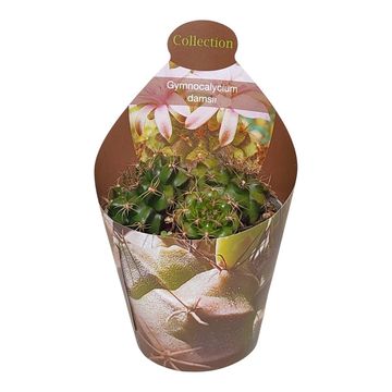 Gymnocalycium anisitsii