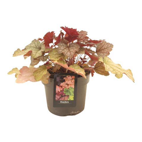 Heuchera 'Carnival Fall Festival'