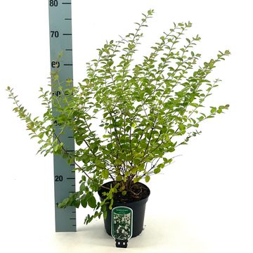 Symphoricarpos x doorenbosii 'White Hedge'