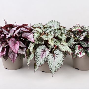 Begonia BELEAF MIX