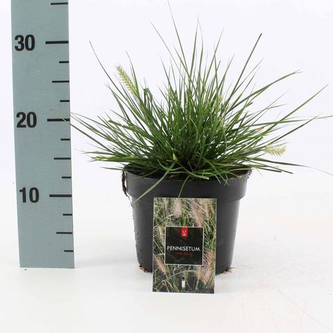 Pennisetum alopecuroides 'Little Bunny'