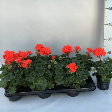 Pelargonium TOSCANA RONJA