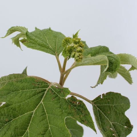 Гидрангея quercifolia