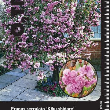 Prunus serrulata 'Kiku-shidare'