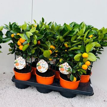 x Citrofortunella microcarpa