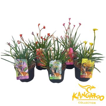 Anigozanthos MIX