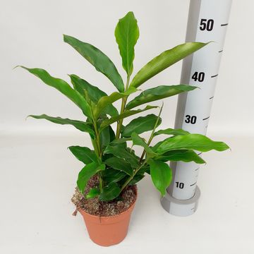 Elettaria cardamomum