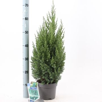 Juniperus chinensis 'Stricta'