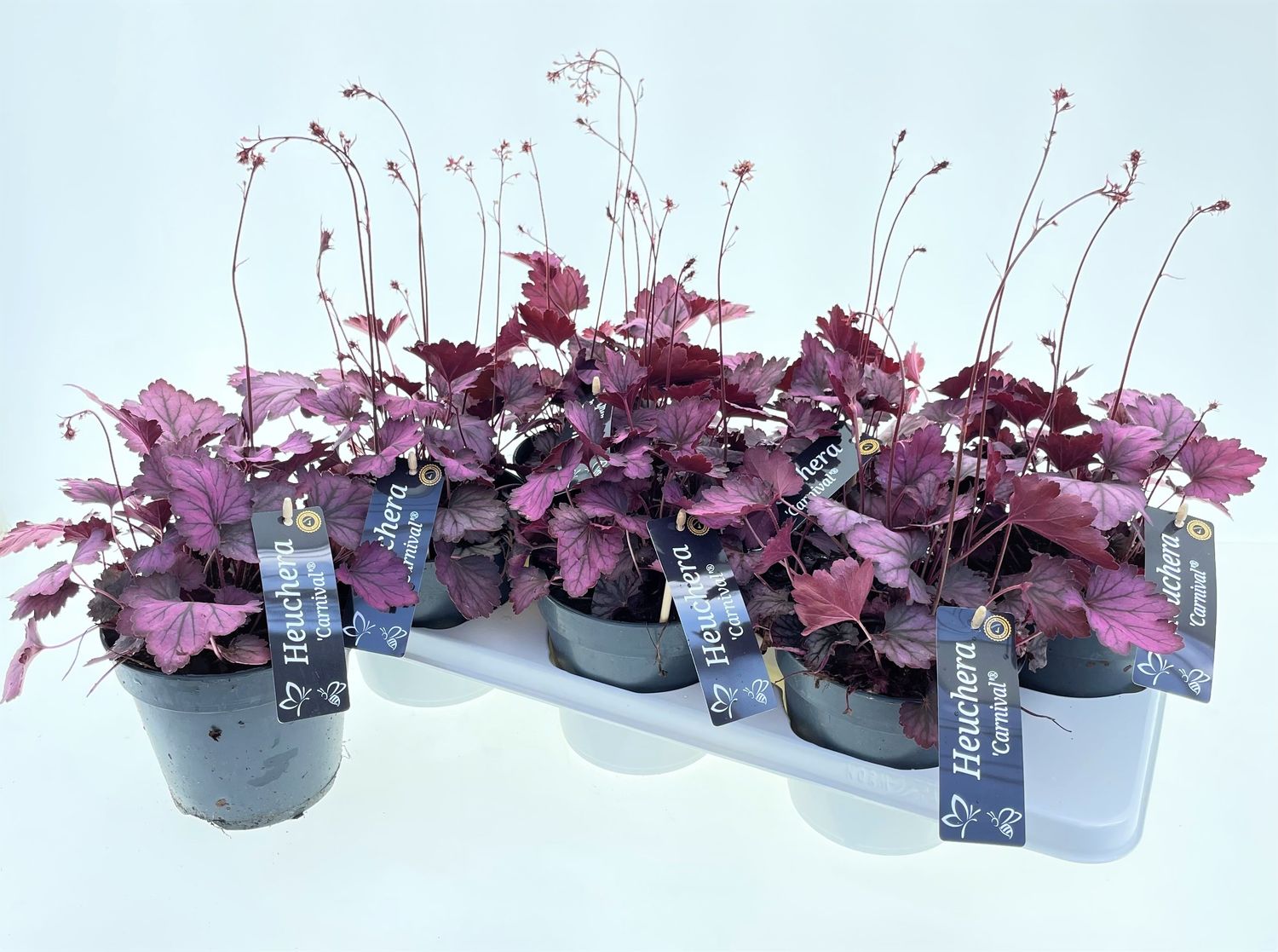 Heuchera Carnival Plum Crazy