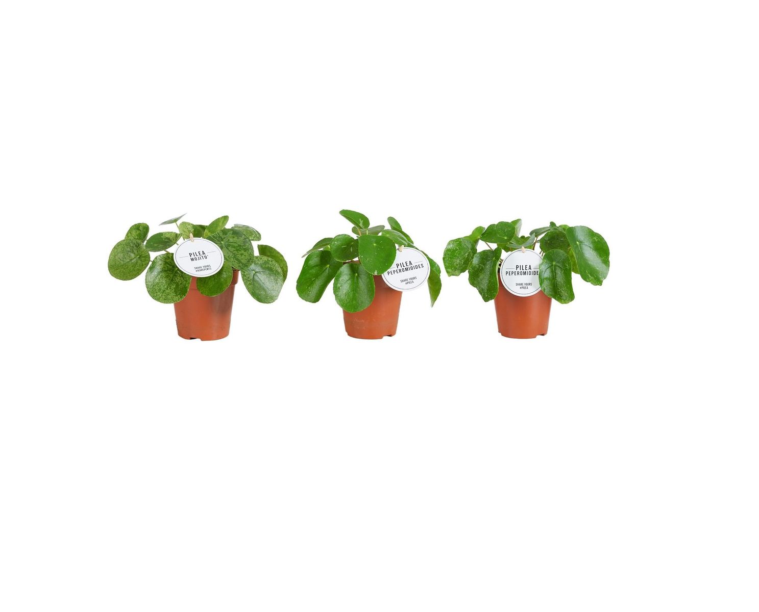 Pilea MIX — Plant Wholesale FlorAccess