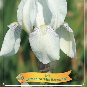 Iris 'Mrs Horace Darwin'