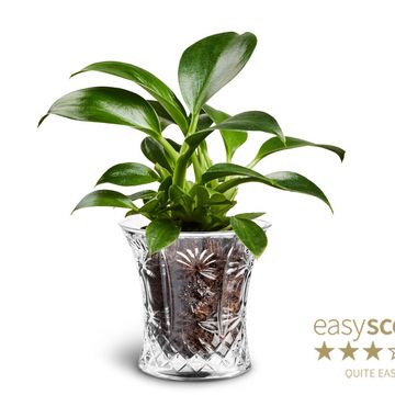 Philodendron 'Green Princess'