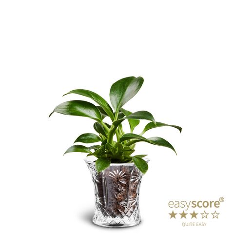 Philodendron 'Green Princess'