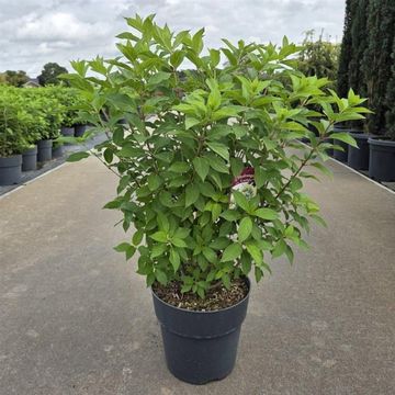 Hydrangea paniculata 'Limelight'