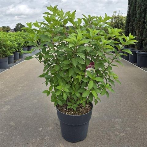 Hydrangea paniculata 'Limelight'