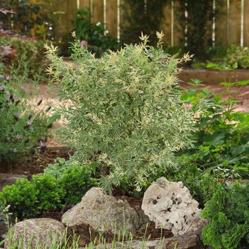 Acer palmatum 'Butterfly'