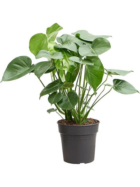 Monstera deliciosa