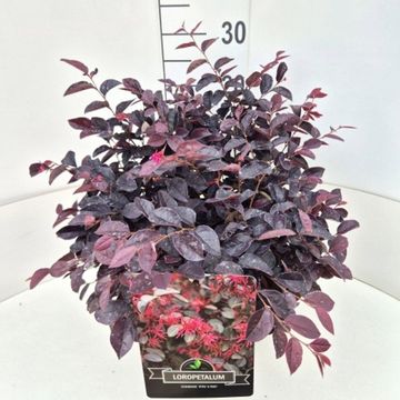 Лоропеталум chinense 'Pipa's Red'