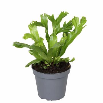 Asplenium antiquum 'Leslie'