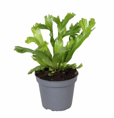 Asplenium antiquum 'Leslie'