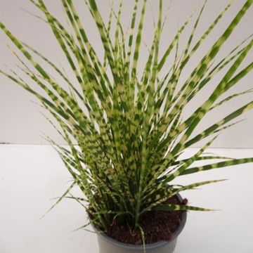 Miscanthus sinensis 'Gold Breeze'