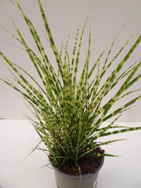 Miscanthus sinensis 'Gold Breeze'