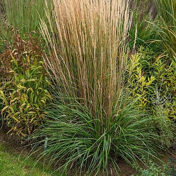 Calamagrostis x acutiflora 'Karl Foerster'