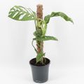 Monstera epipremnoides 'Esqueleto'