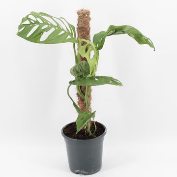 Монстера epipremnoides 'Esqueleto'