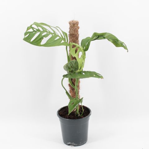 Монстера epipremnoides 'Esqueleto'