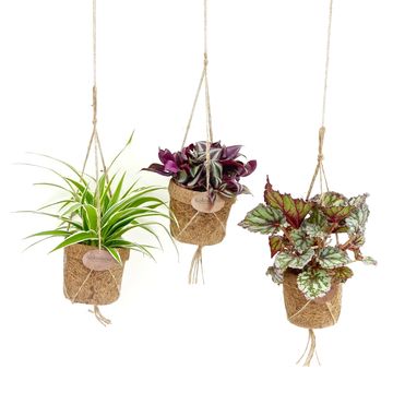 Plantes d'interieur MIX