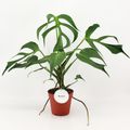 Μονστέρα 'Burle Marx Flame'